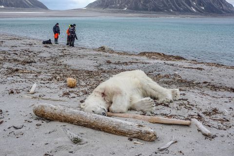 Aus Notwehr erschossen: Der getötete Eisbär auf Spitzbergen, der zuvor ein Crew-Mitglied des Kreuzfahrtschiffes "MS Bremen" angegriffen und am Kopf verletzt hatte.