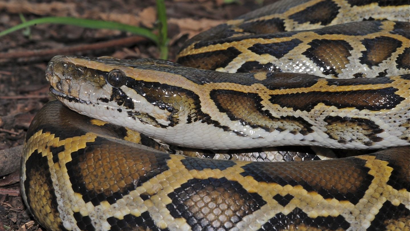 Eine Königspython hat sich in London ins Bett einer schlafenden Frau verirrt. (Das Symbolbild zeigt eine burmesische Python).