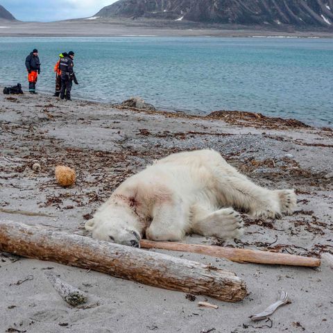 Ein Eisbär liegt mit einem Blutfleck am Hals tot an einem Sandstrand