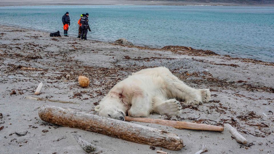 Ein Eisbär liegt mit einem Blutfleck am Hals tot an einem Sandstrand