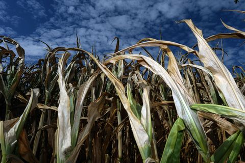Pommes, Milch, Getreide: Welche Produkte durch den Super-Sommer teurer werden könnten