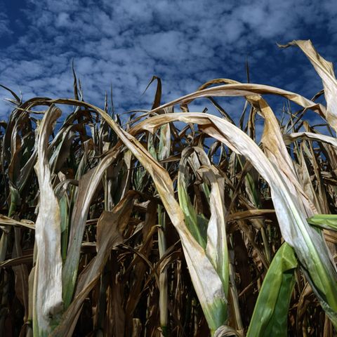 Pommes, Milch, Getreide: Welche Produkte durch den Super-Sommer teurer werden könnten