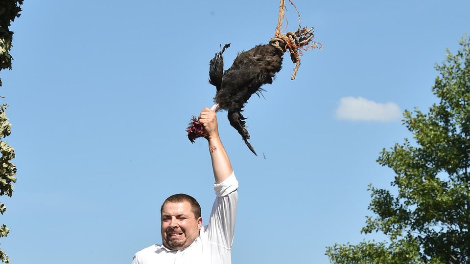 Hahnenrupfen: Sorbische Tradition spaltet Tierschützer und Bewohner Hahnenrupfen: Sorbische Tradition spaltet Tierschützer und Bewohner