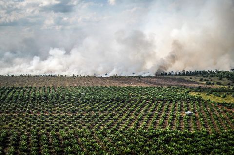 Im indonesischen Dumai brennt das Gelände neben einer Palmöl-Plantage. Durch die Rodung wird es als Anbaufläche vorbereitet.