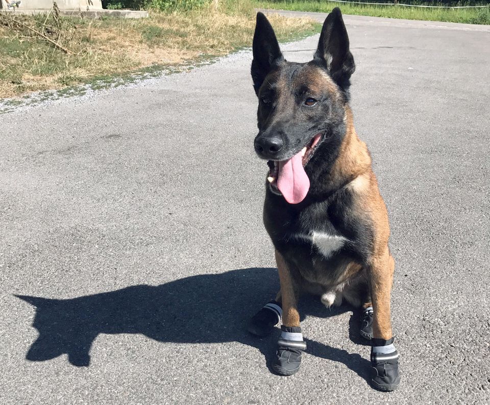 Ein Polizeihund trägt "Schuhe" zum Hitze-Schutz