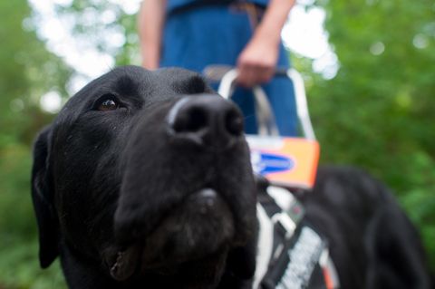 Ein schwarzer Labrador als Blindenführhund