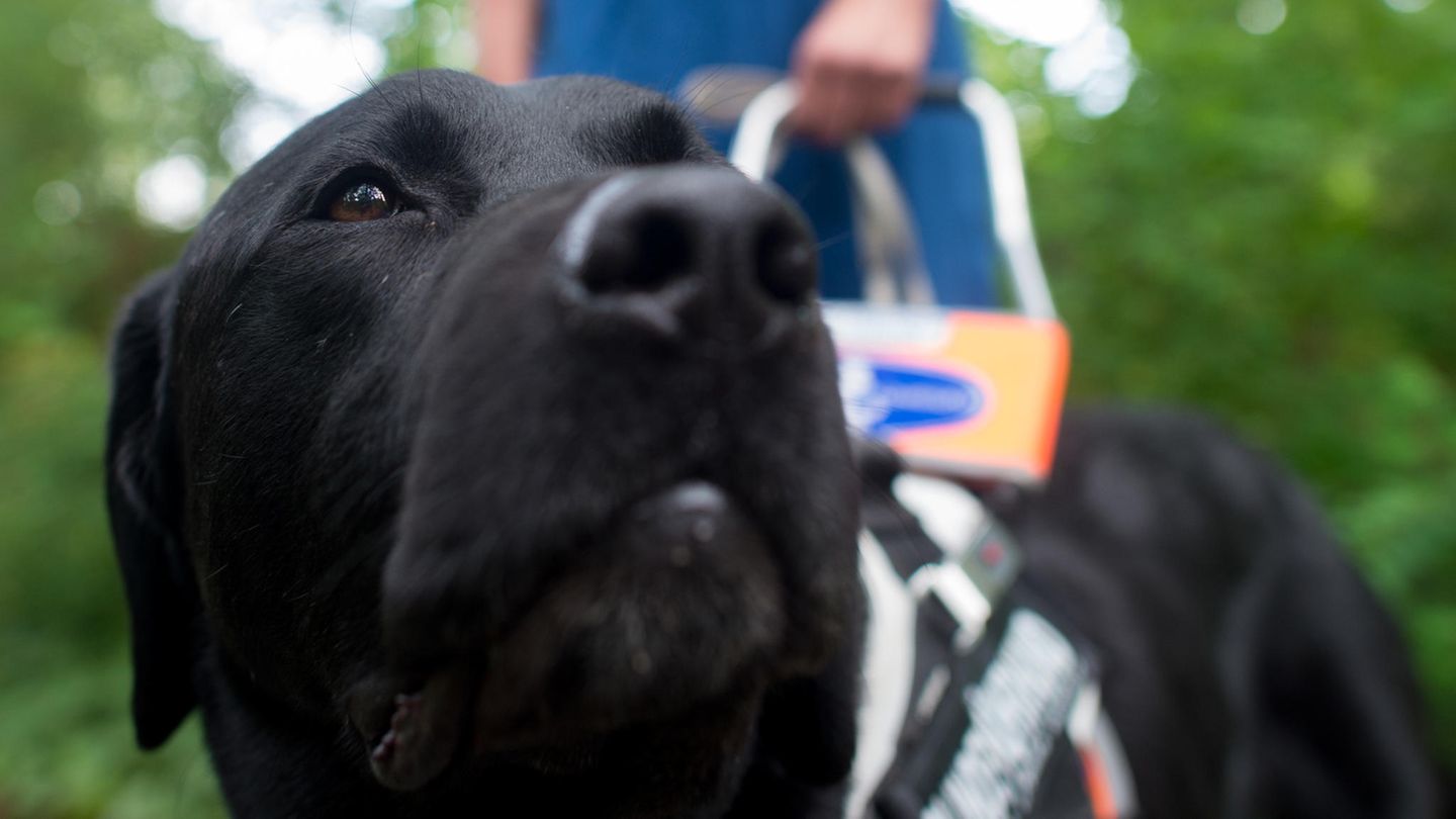 Ein schwarzer Labrador als Blindenführhund