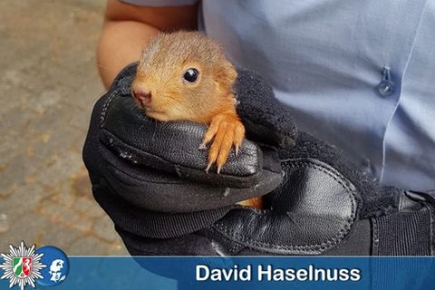 Ein Eichhörnchen in der Hand einer Polizistin