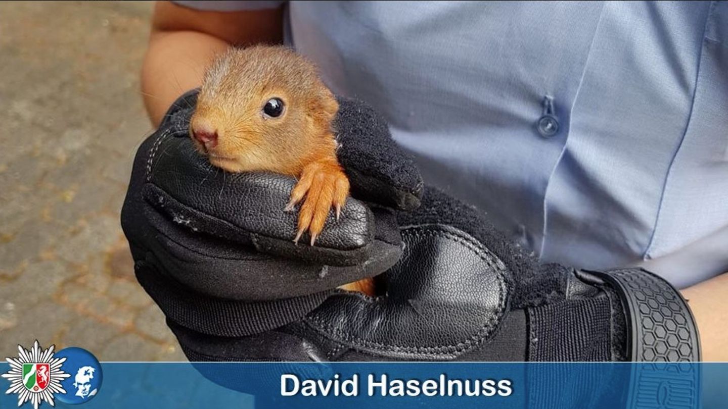 Ein Eichhörnchen in der Hand einer Polizistin