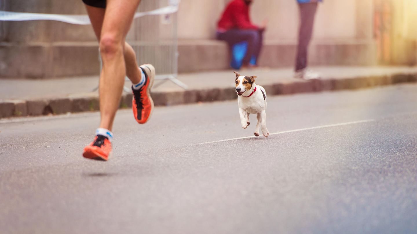Hund beim Marathon
