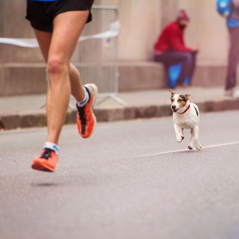 Hund beim Marathon