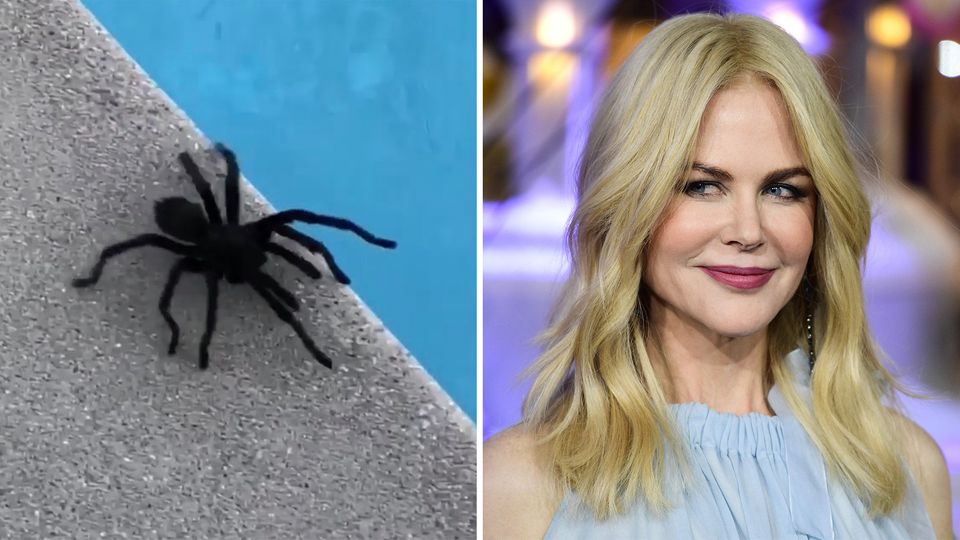 Hollywood-Star: Riesenspinne am Pool: So reagiert Nicole Kidman auf den ungebetenen Achtbeiner Hollywood-Star: Riesenspinne am Pool: So reagiert Nicole Kidman auf den ungebetenen Achtbeiner