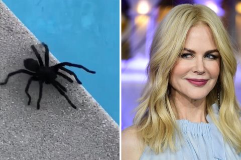 Hollywood-Star: Riesenspinne am Pool: So reagiert Nicole Kidman auf den ungebetenen Achtbeiner