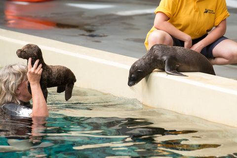 Robbenbaby Nova im Allwetterzoo Münster