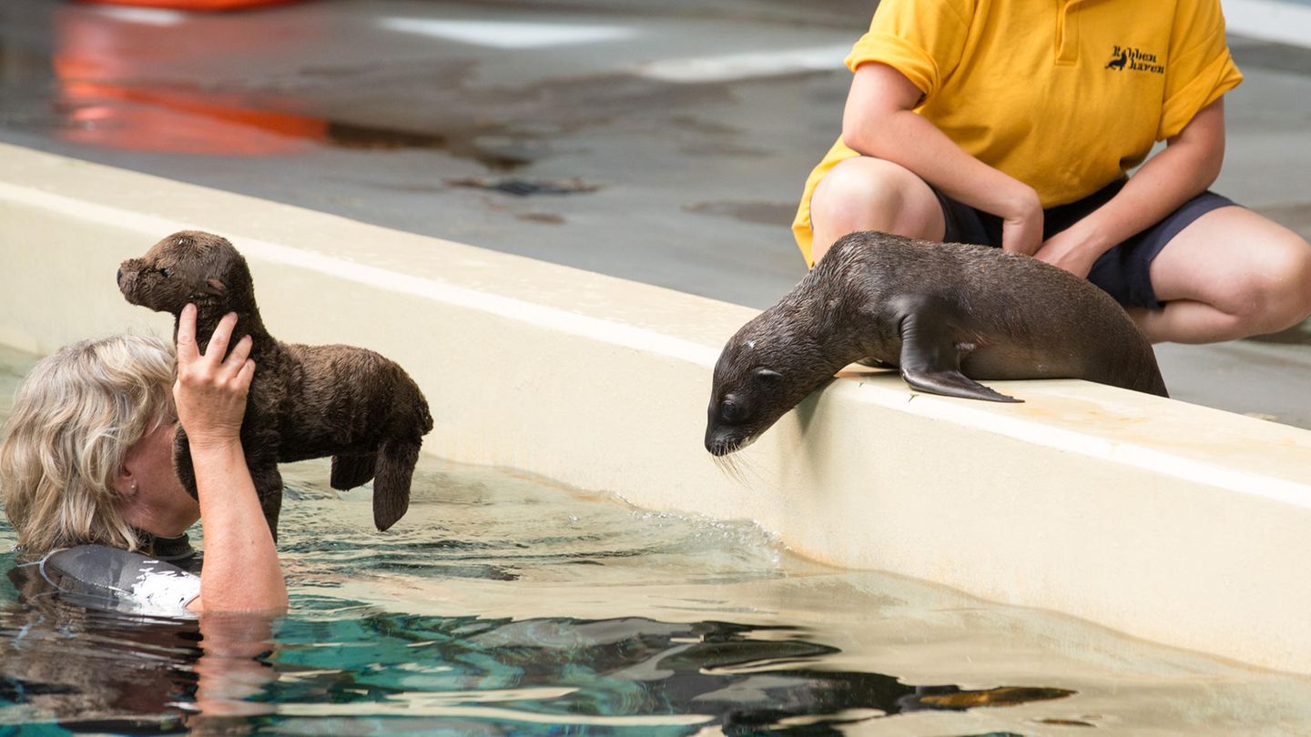 Robbenbaby Nova im Allwetterzoo Münster