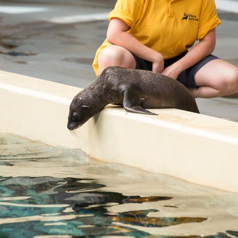 Robbenbaby Nova im Allwetterzoo Münster