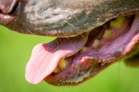 Die Schnauze eines Hundes in Nahaufnahme