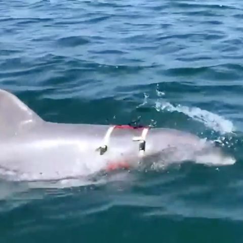 Sprengkörper aufspüren: US-Marine setzt Delfine zur Minenjagd ein