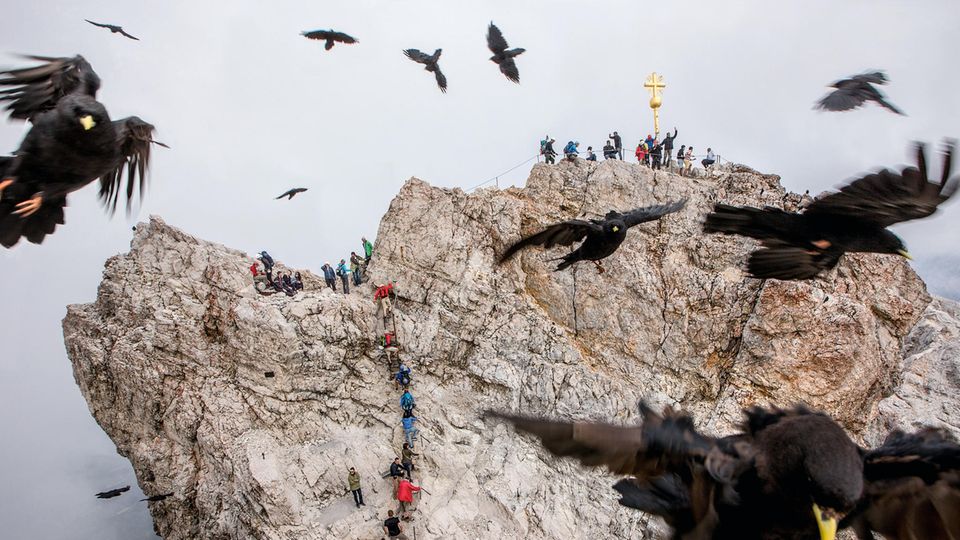 Zugspitze: Bergwanderer und Alpendohlen umkreisen Deutschlands höchsten Punkt. An besonderen Orten ist man selten allein