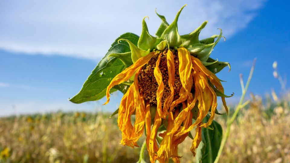 Hitzewelle pur. Diese Sonnenblume hat die andauernde Dürre nicht überlebt.