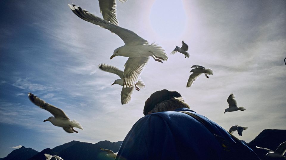 Norwegen: Möwen lauern auf leichte Beute, während ein Fischer seinen Fang ausnimmt. Seit Ewigkeiten sichert die Natur den Menschen auf den Lofoten die Existenz Möwen lauern auf leichte Beute, während ein Fischer seinen Fang ausnimmt. Seit Ewigkeiten sichert die Natur den Menschen auf den Lofoten die Existenz