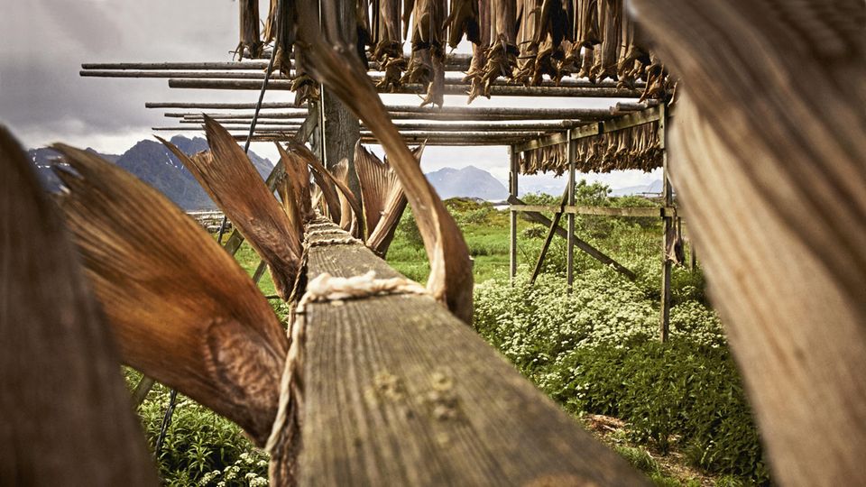 Am Ortsrand von Laukvik hängt an Holzgerüsten Stockfisch zum Trocknen