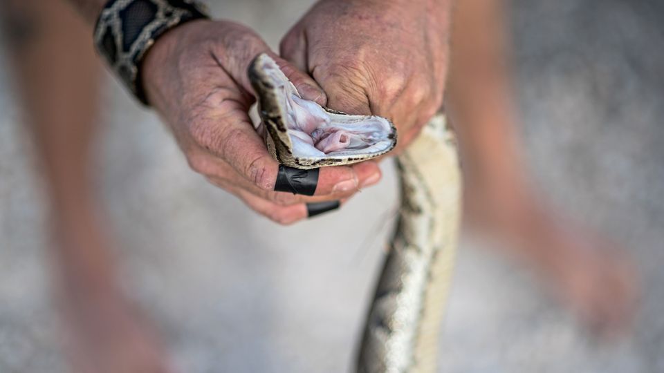 Florida: Pythons sind Würgeschlangen, aber Zähne haben sie auch. Und ein Biss ist höllisch schmerzhaft Pythons sind Würgeschlangen, aber Zähne haben sie auch. Und ein Biss ist höllisch schmerzhaft