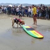 World Dog Surfing Champion Ships