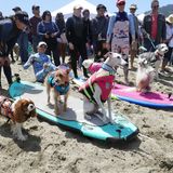 World Dog Surfing Champion Ships