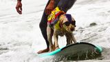 World Dog Surfing Championships
