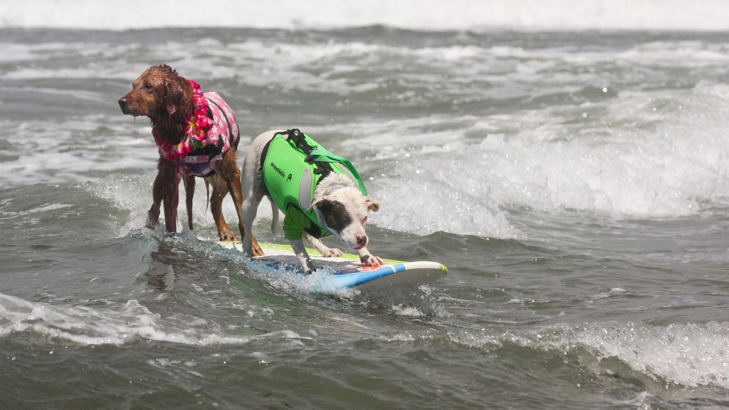 World Dog Surfing Championships