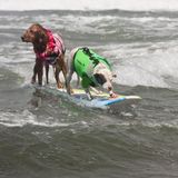 World Dog Surfing Championships