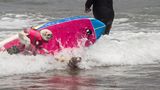 World Dog Surfing Championships