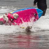 World Dog Surfing Championships