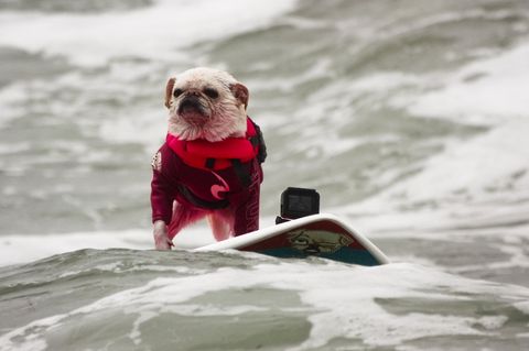 World Dog Surfing Championships