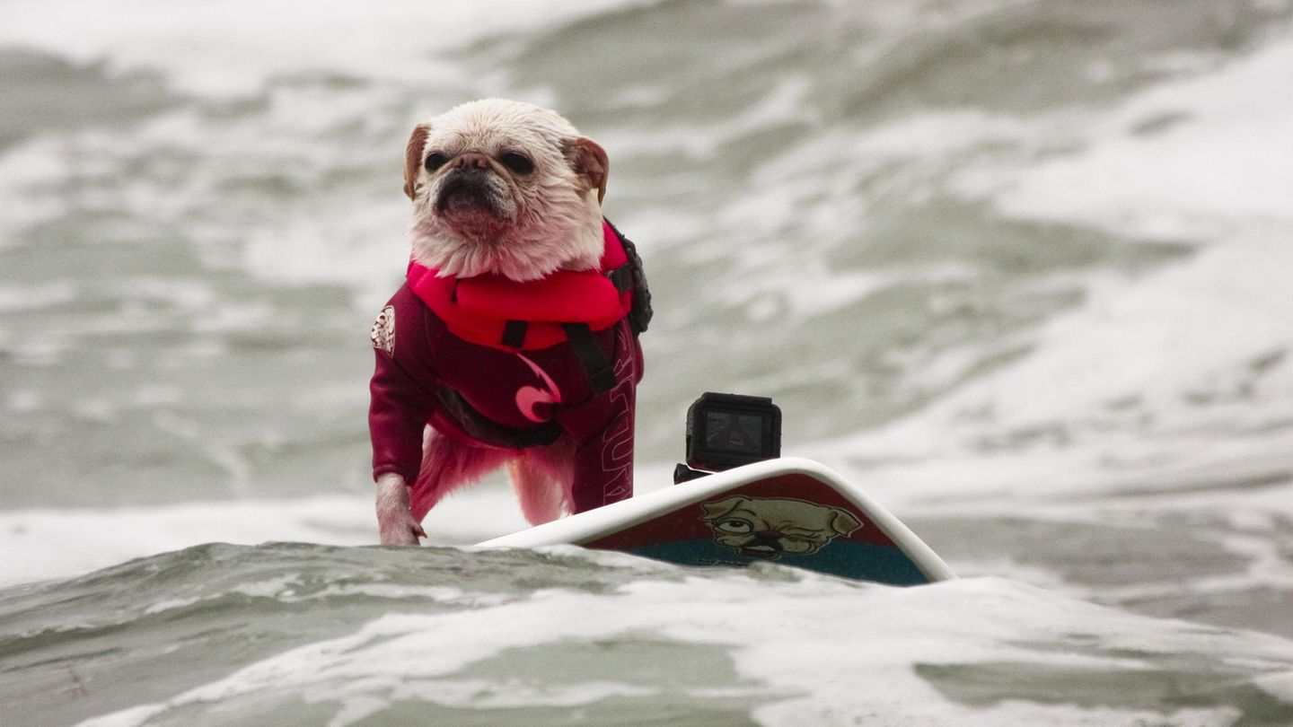 World Dog Surfing Championships