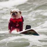 World Dog Surfing Championships