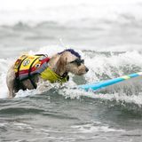 World Dog Surfing Championships