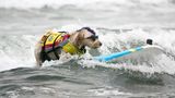 World Dog Surfing Championships