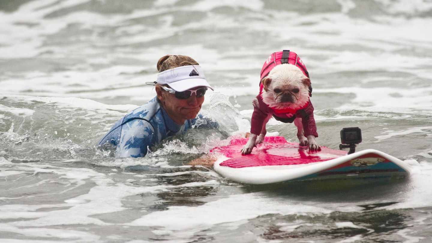 World Dog Surfing Championships