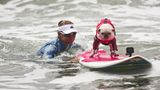 World Dog Surfing Championships