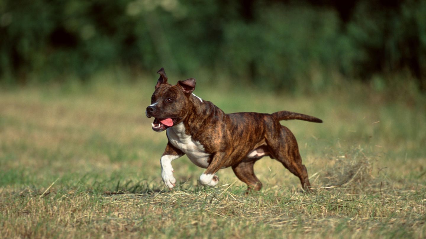 Pitbull rennt