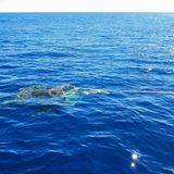 Ein Großteil des Mülls besteht aus weggeworfenen Netzen.