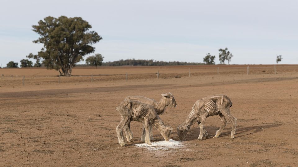 News des Tages: Unter der Dürre in New South Wales leiden viele Farmer - und ihre Tiere, wie diese abgemagerten Schafe bei Coonabarabran Unter der Dürre in New South Wales leiden viele Farmer - und ihre Tiere, wie diese abgemagerten Schafe bei Coonabarabran
