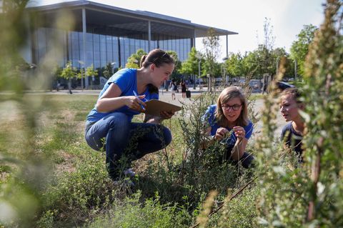Insekten-Zählaktion "Insektensommer"