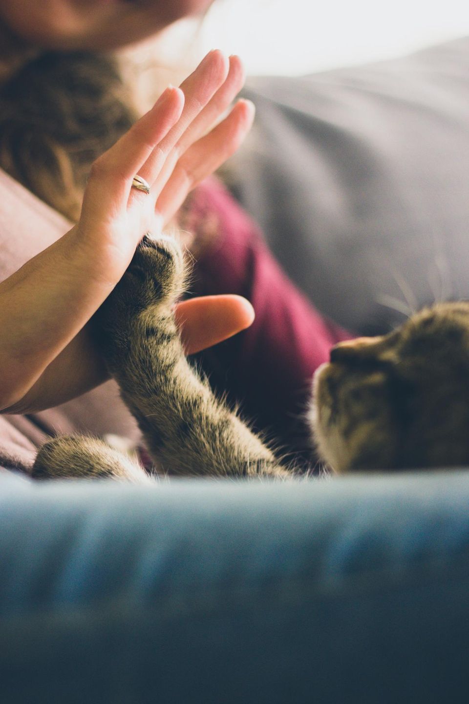 Weltkatzentag 1 Weltkatzentag 1