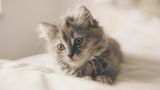 Weltkatzentag 2