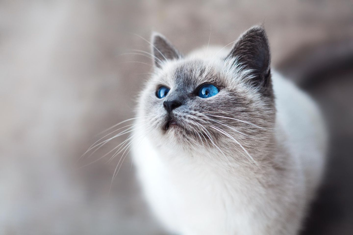 Weltkatzentag 3