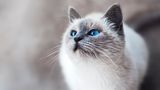 Weltkatzentag 3