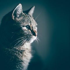 Weltkatzentag 4